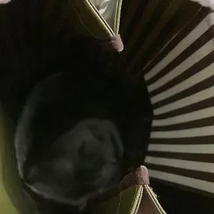 henri bendel | Bags | Henri Bendel Signature Stripe And Moss  display picture 1